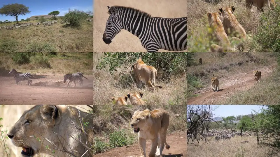 Serengeti: Pride of lions hunting and killing zebras (4 K/UHD)