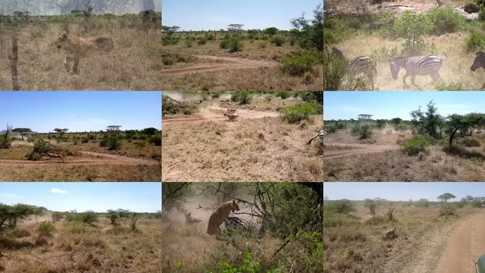 Serengeti: Pride of lions hunting and killing zebras (4 K/UHD)