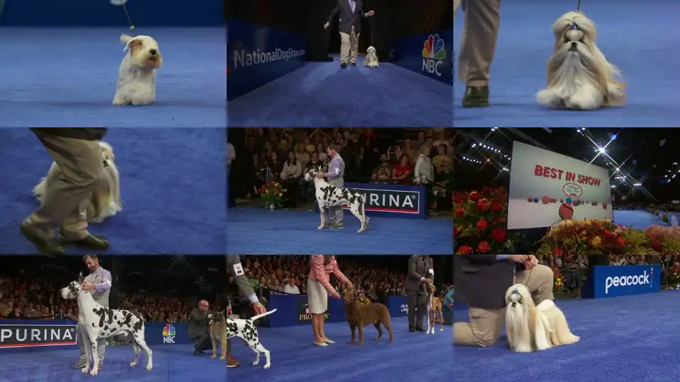 National Dog Show 2023: Best in Show (Full Judging) | NBC Sports