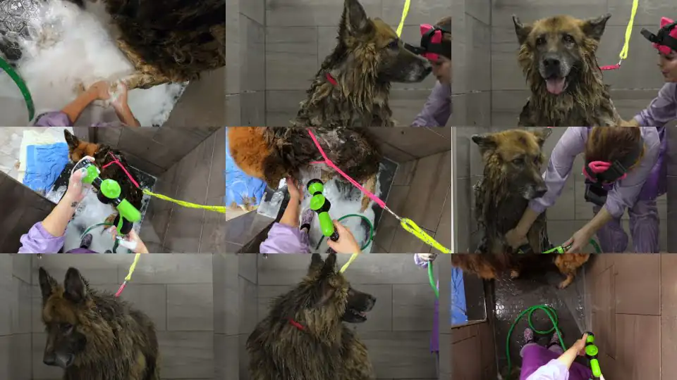 First groom in 10 years! Most INCREDIBLE transformation EVER! | King Shepherd