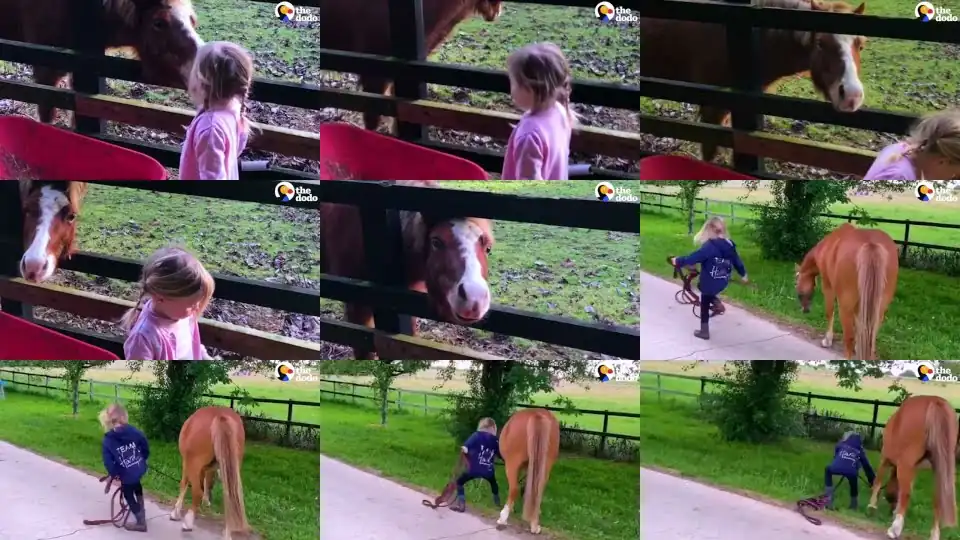 Pony Has Been In Love With Little Girl Since She Was Born | The Dodo