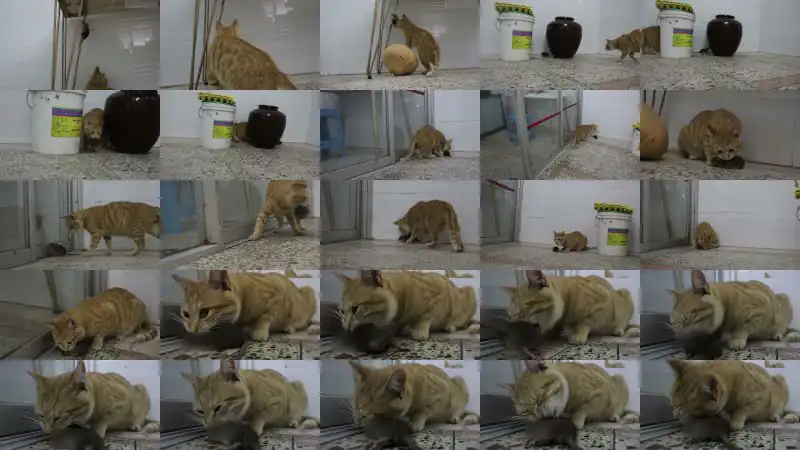 CAT VS MOUSE |ASMR | CAT EATS MOUSE ALIVE | RAT EATEN BY CAT | WildKitty Mukbang
