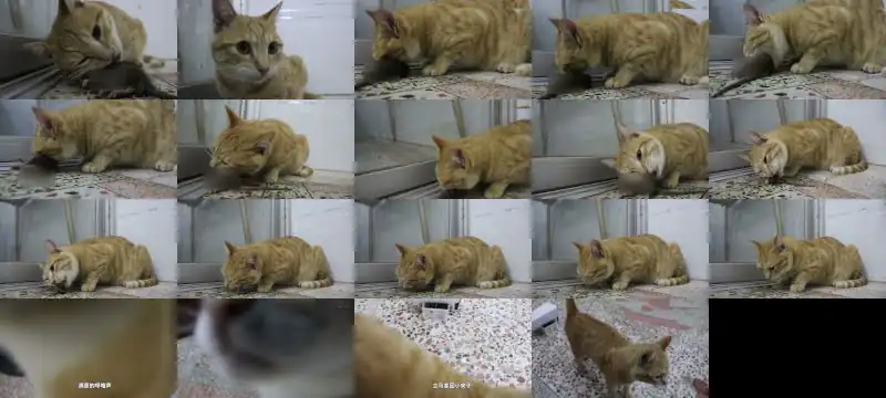 CAT VS MOUSE |ASMR | CAT EATS MOUSE ALIVE | RAT EATEN BY CAT | WildKitty Mukbang