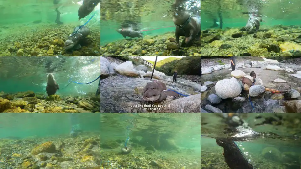 誰もいない川でカワウソを自由に泳がせてみたら・・最高すぎた！　Otters UNLEASHED: River Swimming Extravaganza!