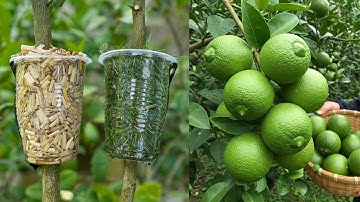 🌿Lemon Tree Propagation MADE EASY with Air Layering