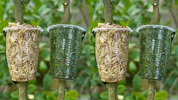 🌿Lemon Tree Propagation MADE EASY with Air Layering
