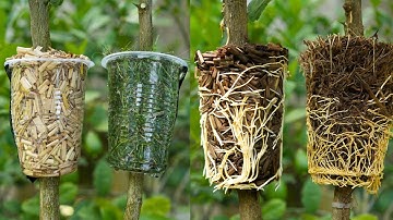 🌿Lemon Tree Propagation MADE EASY with Air Layering