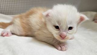 The Maine Coon Kittens Are 2 Weeks Old!