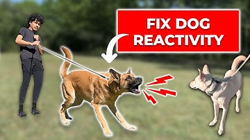 How We Fix REACTIVITY Towards Dogs [FREE COURSE]