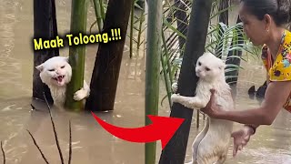 MOMEN KETIKA KUCING KEBANJIRAN SAMPE MINTA TOLONG EMAK | KUCING LUCU