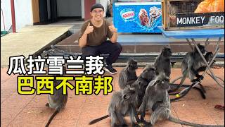 Kuala Selangor Tour: Bukit Malawati, See Monkey, Seafood, Fried Shark | Shushan Food Tour