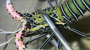 Diving under the sea to catch eels, crabs and sea cucumbers | Part 112-2