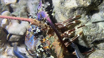 Diving under the sea to catch eels, crabs and sea cucumbers | Part 112-2