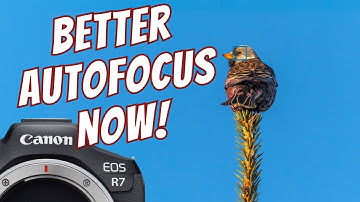 5 Tips for Better Autofocus on the Canon R7