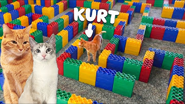 I Built My Cats a Crazy Lego Maze!