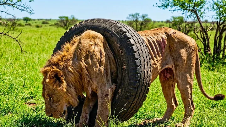 A Man Found a Lion Trapped in a Tire for 2 Years .What Happened Next Changed Everything!