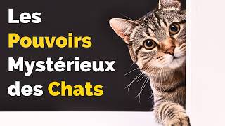 Les Pouvoirs Mystérieux des Chats  8 Façons Dont Votre Chat Connaît Vos Secrets