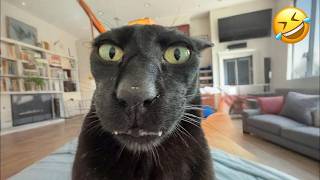 You Laugh You Lose😜The Funniest Dogs and Cats 2025😼🐶