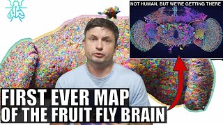 Wow! Largest Brain Map Ever Shows Every Neuron and Connection...In a Fruit Fly