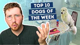 Dog Caught Sitting At Kitchen Table While Home Alone