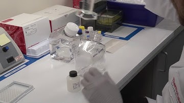 How to Run an ELISA Assay – Invitrogen Kit Step-by-Step Tutorial