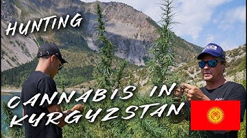 Hunting Wild Cannabis in Kyrgyzstan 🇰🇬 | Strain Hunters 2025 Trailer