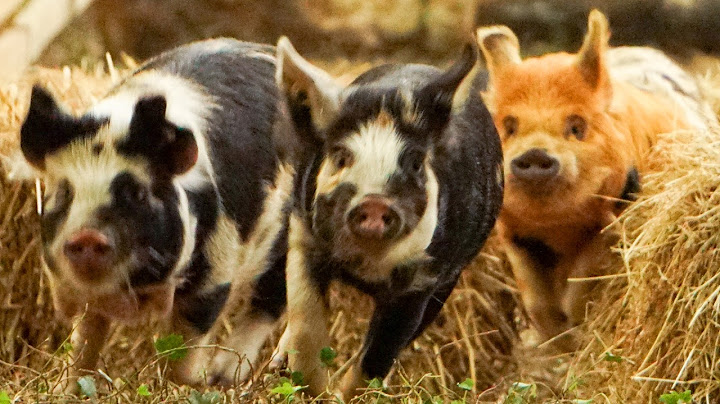 The Piggy King of Pig Racing? – Championship Finals!