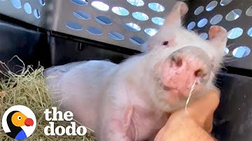 Tiny Wobbly Piglet Becomes a 600-Pound Mud-Loving Giant | The Dodo