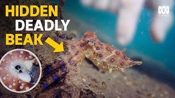 Octopuses (and Humans) Keep Surprising Us