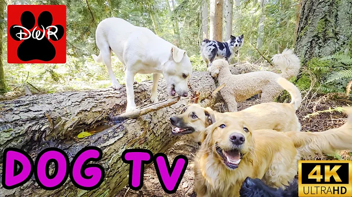 Daycare for your dog 🌲🐶🐕🐩🌲  Keep your dog busy while you are away or entertained while you are home