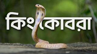 কিং কোবরা কতটা বিপজ্জনক সাপ ?