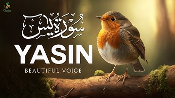 Surah Yaseen (Yasin) سورة يس | Ultimate Relaxing Quran Will Touch Your Heart إن شاء الله #surahyasin