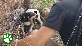 Brave Rescuer Saves Terrified Dog