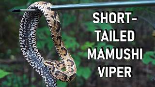 I Found Legendary Mamushi Viper!