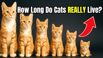The SHOCKING Truth About Cat Years
