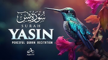 Surah Yasin (Yaseen) سورة يس | This Calm Voice Will TOUCH Your HEART إن شاء الله | AQSA TV