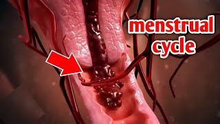 SEE HOW THE MENSTRUAL CYCLE OCCURS IN WOMEN?