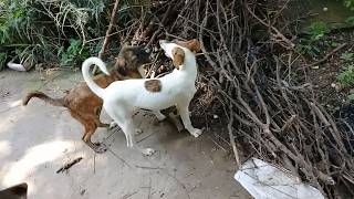 White Stray pup eating whole wheat bread/Brown pup eats raw chicken feet/Rainy day/Stray pup pooping