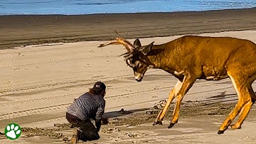 Brave Stranger Approach Injured Deer Entangled In Rope