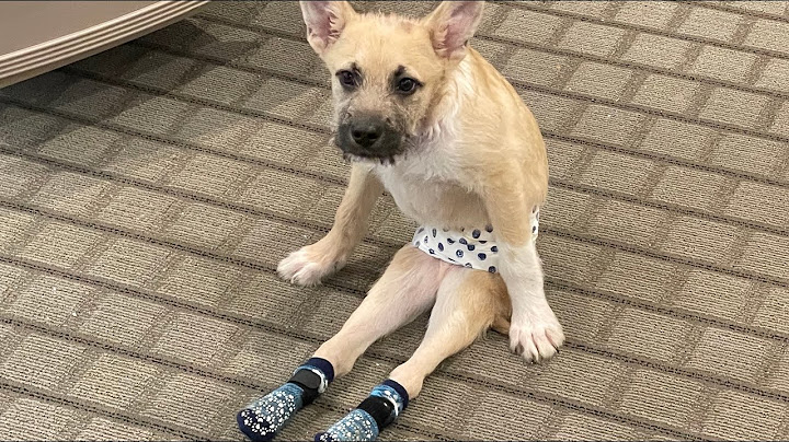 I took home paralyzed dog. Then came the big surprise