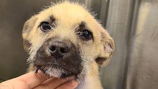 I took home paralyzed dog. Then came the big surprise