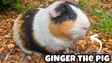 My Guinea Pigs First Time Being Outside, and He