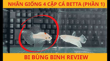 Thử thách ÉP ĐẺ 4 CẶP CÁ BETTA (phần 1) -  Bi bùng binh review.