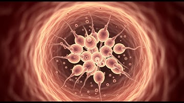 How Sperm Forms Step by Step – The Entire 74-Day Timeline