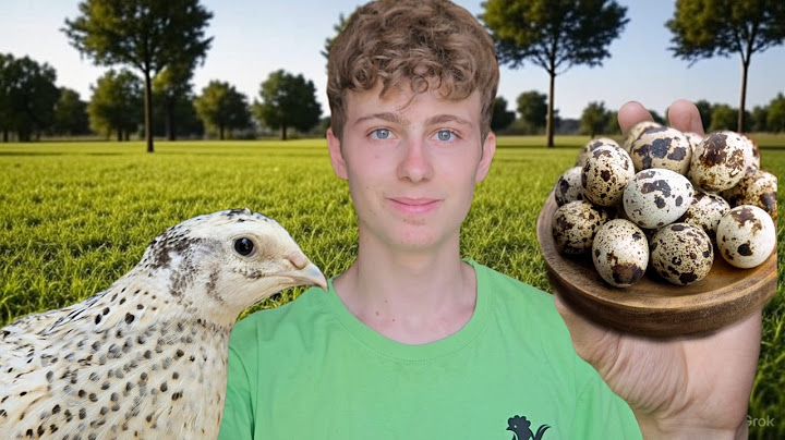 ALLEVARE QUAGLIE : Tutto Quello Che Devi Sapere Per Avere TANTE UOVA |The Chicken Coop|