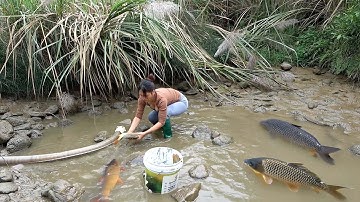 Girl uses bamboo cage and net to catch fish, Bushcraft Survival, How To Catch Fish In The Wild