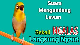 PLECI GACOR suara ngalas bersahutan || BIKIN PLECI MALAS BUNYI CEPAT IKUT BUNYI