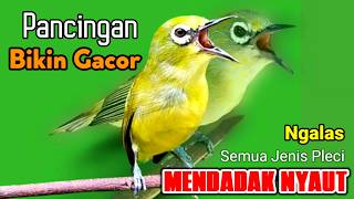 PLECI GACOR suara ngalas bersahutan || BIKIN PLECI MALAS BUNYI CEPAT IKUT BUNYI