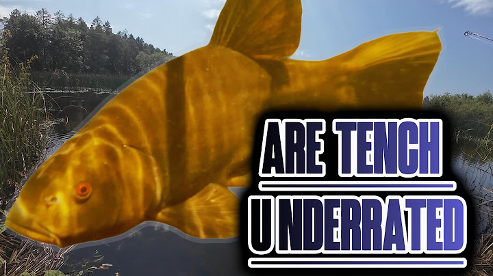 Are Tench An Underrated Fish? I Catch One On A Lake To Find Out