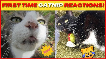 Cat Nip Craziness | Cats Try Catnip For The Firs Time!